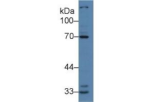 Western Blot; Sample: Human K562 cell lysate; Primary Ab: 2µg/ml Rabbit Anti-Human IRAK2 Antibody Second Ab: 0. (IRAK2 anticorps  (AA 235-521))