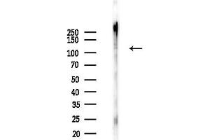 Western blot analysis of lysates from Mouse testis, using ATP1 Antibody at 1/1000 dilution.