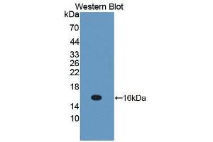 Western blot analysis of the recombinant protein. (IL-13 anticorps  (AA 22-131))
