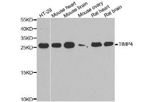 Western blot analysis of extracts of various cell lines, using TIMP4 antibody. (TIMP4 anticorps  (AA 30-224))