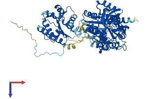 AlphaFold protein structure predicition of Mouse Recombinant Papss2 Protein, UniprotID O88428