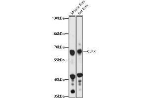 anti-ClpX Caseinolytic Peptidase X (CLPX) (AA 500-600) antibody
