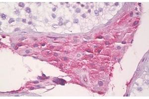 Anti-SAA4 antibody IHC staining of human testis, Leydig cells. (SAA4 anticorps  (AA 81-130))