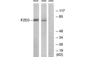 Western blot analysis of extracts from A549/RAW264. (FZD3 anticorps  (AA 141-190))