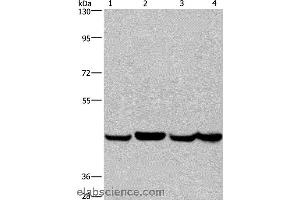 Western blot analysis of A549, Hela, PC3 and HepG2 cell, using RBMY1A1 Polyclonal Antibody at dilution of 1:350