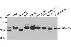 Western blot analysis of extracts of various cell lines, using CHRFAM7A antibody (ABIN5975203) at 1/1000 dilution. (CHRFAM7A anticorps)