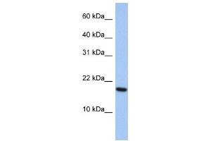Western Blotting (WB) image for anti-ADP-Ribosylation Factor-Like 5A (ARL5A) antibody (ABIN2459954)