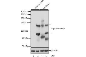 Western blot analysis of extracts of various cell lines, using Phospho-APP-T668 antibody (ABIN3019425, ABIN3019426, ABIN3019427 and ABIN6225358) at 1:1000 dilution. (APP anticorps  (pThr668))