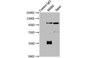 Immunoprecipitating MSH2 in 293 whole cell lysate Lane 1: Rabbit control IgG instead of ABIN7150205 in 293 whole cell lysate. (MSH2 anticorps  (AA 2-254))
