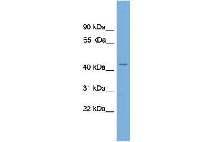WB Suggested Anti-LUC7L Antibody Titration: 0. (LUC7L anticorps  (N-Term))
