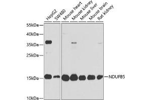 Western blot analysis of extracts of various cell lines, using NDUFB5 antibody  at 1:1000 dilution. (NDUFB5 anticorps  (AA 100-189))