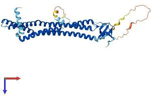 AlphaFold protein structure predicition of Human Recombinant SH3GL2 Protein, UniprotID Q99962