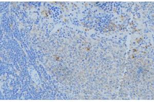 ABIN6277574 at 1/100 staining Human lymph node tissue by IHC-P. (NPC2 anticorps  (N-Term))