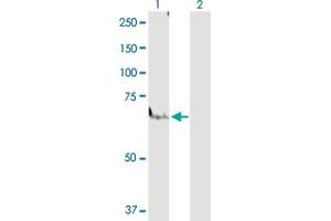 Western Blot analysis of PPARA expression in transfected 293T cell line by PPARA MaxPab polyclonal antibody.