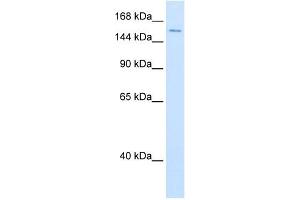 DHX9 antibody used at 0. (DHX9 anticorps)