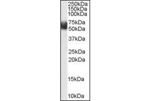 Image no. 2 for anti-F-Box and Leucine-Rich Repeat Protein 3 (FBXL3) (N-Term) antibody (ABIN372963) (FBXL3 anticorps  (N-Term))