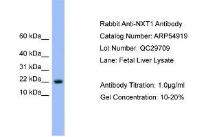 WB Suggested Anti-NXT1  Antibody Titration: 0. (NXT1 anticorps  (N-Term))