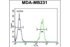 CYP2A7 Antibody (Center) (ABIN654434 and ABIN2844170) flow cytometric analysis of MDA-M cells (right histogram) compared to a negative control cell (left histogram). (CYP2A7 anticorps  (AA 121-148))