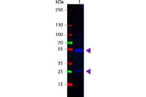 WB - Goat IgG (H&L) Antibody CY2 Conjugated Pre-Adsorbed Western Blot of Donkey anti-Goat IgG Cy2 Conjugated Antibody. (Âne anti-Chévre IgG Anticorps (Cy2) - Preadsorbed)
