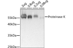 Western blot analysis of extracts of Proteinase K, using Proteinase K antibody (ABIN7269720) at 1:1000 dilution. (Proteinase K anticorps)