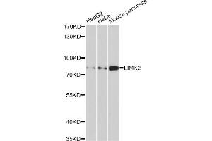 Western blot analysis of extracts of various cell lines, using LIMK2 antibody (ABIN1876597) at 1:1000 dilution. (LIMK2 anticorps)