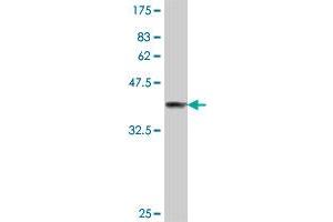 Western Blot detection against Immunogen (37 KDa) .