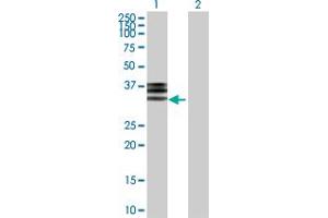 Western Blot analysis of HPX expression in transfected 293T cell line by HPX MaxPab polyclonal antibody. (Hemopexin anticorps  (AA 1-254))