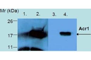 Western Blotting analysis of recombinant protein Acr1 produced in Escherichia coli BL21 (lambdaDE3) transfected bacterial culture. (HspX anticorps)