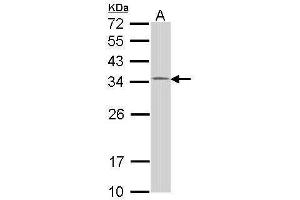 WB Image Sample (30 ug of whole cell lysate) A: 293T 12% SDS PAGE antibody diluted at 1:1000