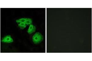 Immunofluorescence analysis of HeLa cells, using ADORA3 Antibody. (Adenosine A3 Receptor anticorps  (AA 255-304))