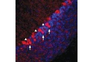 Expression of Vesicular GABA Transporter in rat cerebellum - Immunohistochemical staining of rat frozen cerebellum sections using Anti-Vesicular GABA Transporter (VGAT) Antibody (ABIN7043719, ABIN7044467 and ABIN7044468), (1:100).