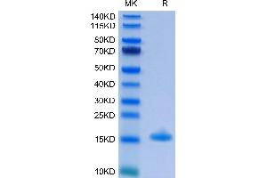 Human IL-3 on Tris-Bis PAGE under reduced condition.