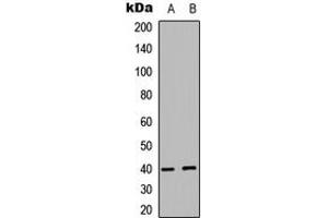 Western blot analysis of PRAS40 expression in MCF7 (A), human Testis (B) whole cell lysates.