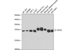 Western blot analysis of extracts of various cell lines using NFU1 Polyclonal Antibody at dilution of 1:1000. (NFU1 anticorps)