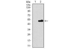 Image no. 1 for anti-BPI Fold Containing Family A, Member 2 (BPIFA2) antibody (ABIN1490989) (BPIFA2 anticorps)