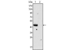 Western Blot showing GATA4 antibody used against rat fetal heart (1) and adult heart (2) tissues lysate. (GATA4 anticorps)