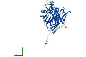 AlphaFold protein structure predicition of Mouse Recombinant Cant1 Protein, UniprotID Q8VCF1