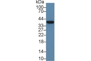Detection of ND1 in Porcine Liver lysate using Polyclonal Antibody to NADH Dehydrogenase 1 (ND1) (MT-ND1 anticorps  (AA 186-270))