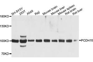 Western blot analysis of extracts of various cell lines, using PCDH15 antibody (ABIN6003792) at 1/1000 dilution. (PCDH15 anticorps)