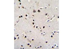 anti-Leucine Rich Repeat Containing 46 (LRRC46) (AA 45-75), (N-Term) antibody