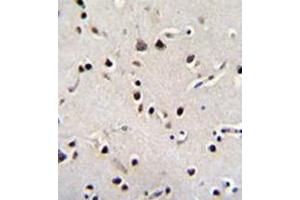 Immunohistochemistry analysis in formalin fixed and paraffin embedded human brain tissue reacted with LRRC46 Antibody (N-term) followed by peroxidase conjugation of the secondary antibody and DAB staining. (LRRC46 anticorps  (N-Term))