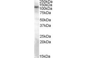 ABIN570934 (0. (TRPC4 anticorps  (Internal Region))