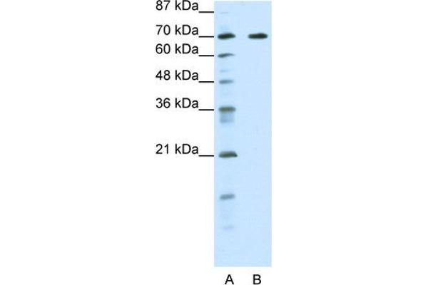 Forkhead Box K2 antibody  (Middle Region)