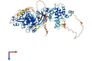 AlphaFold protein structure predicition of Mouse Recombinant Capn3 Protein, UniprotID Q64691