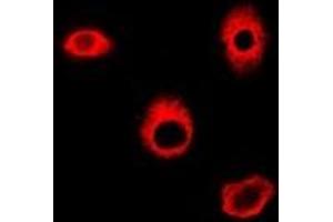 Immunofluorescent analysis of HAGH staining in A549 cells.