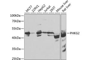 Western blot analysis of extracts of various cell lines, using PHKG2 antibody  at 1:1000 dilution. (PHKG2 anticorps  (AA 237-406))