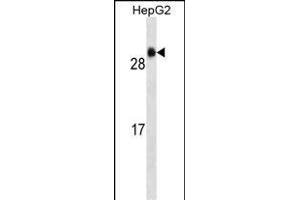 GSTA1 Antibody (ABIN659176 and ABIN2843782) western blot analysis in HepG2 cell line lysates (35 μg/lane). (GSTA1 anticorps)