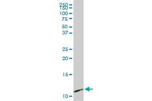 PPBP MaxPab rabbit polyclonal antibody. (CXCL7 anticorps  (AA 1-128))