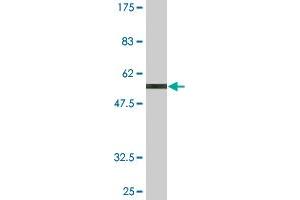 Western Blot detection against Immunogen (56.