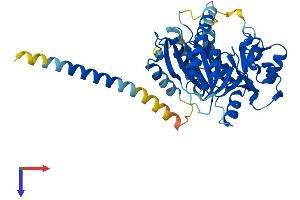 AlphaFold protein structure predicition of Human Recombinant B4GAT1 Protein, UniprotID O43505